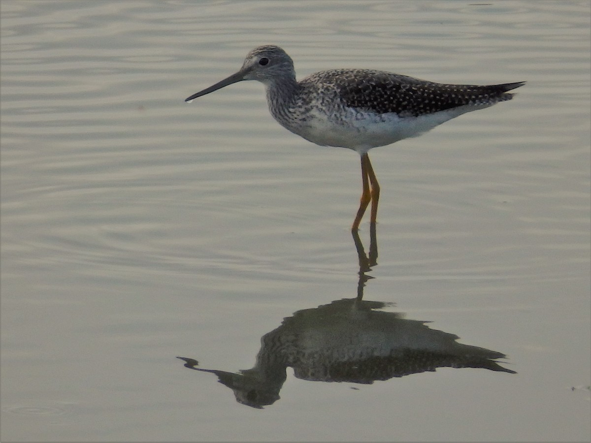 Greater Yellowlegs - ML70734141