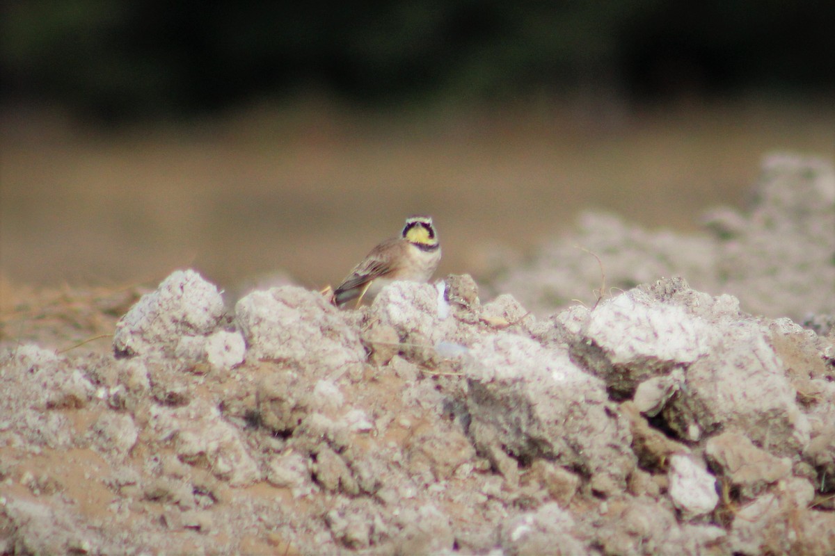 Horned Lark - ML70734221