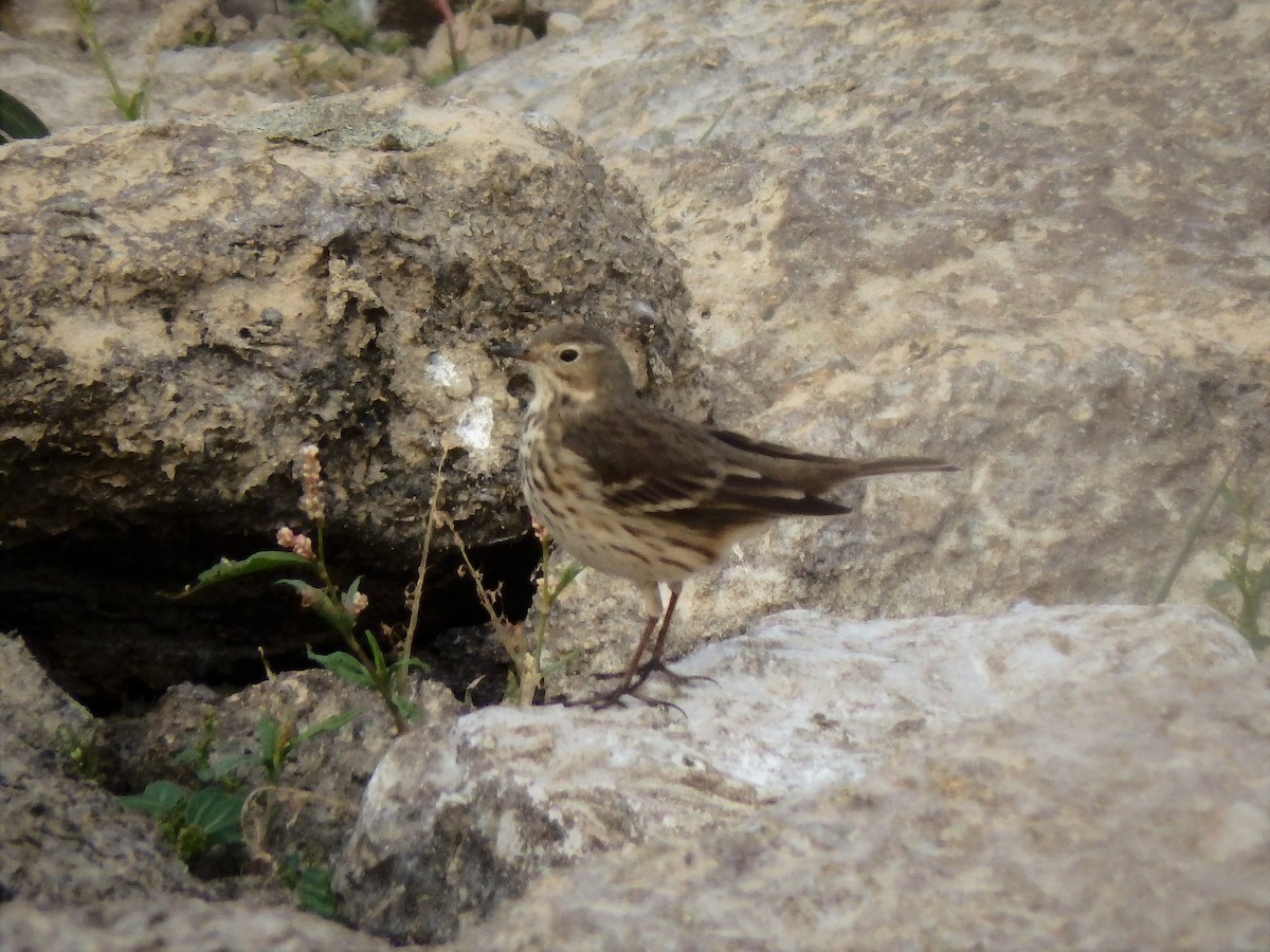 American Pipit - Amy Lyyski