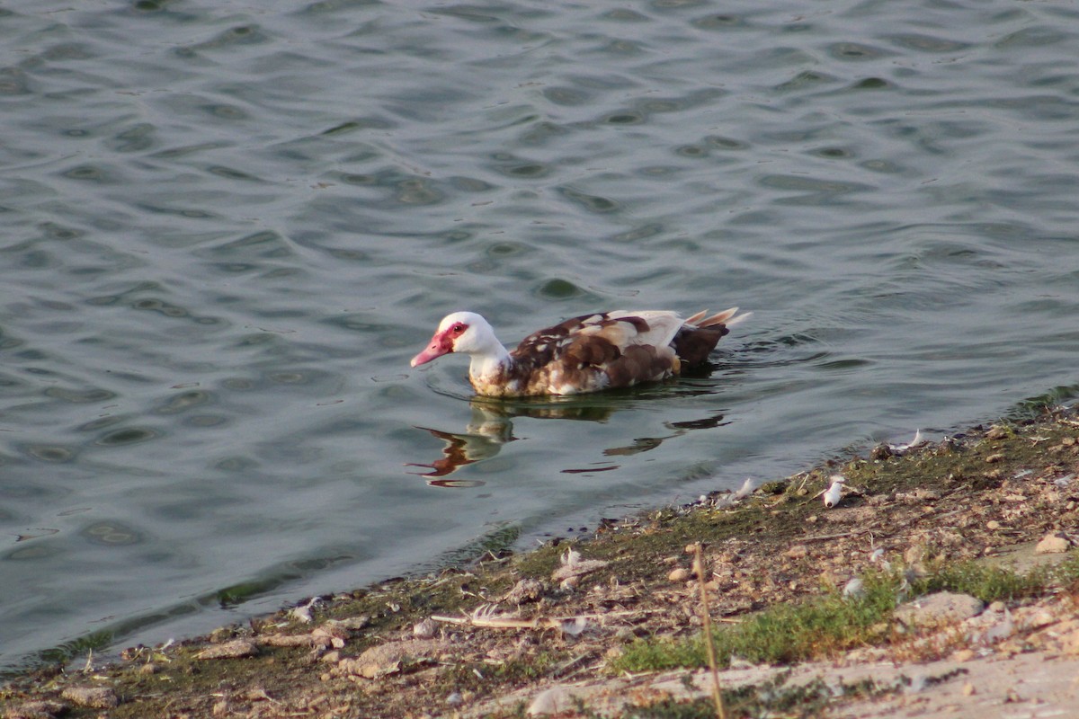 Muscovy Duck (Domestic type) - ML70734501