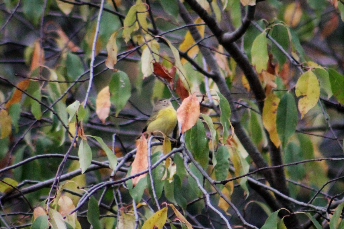 Nashville Warbler - ML70734731