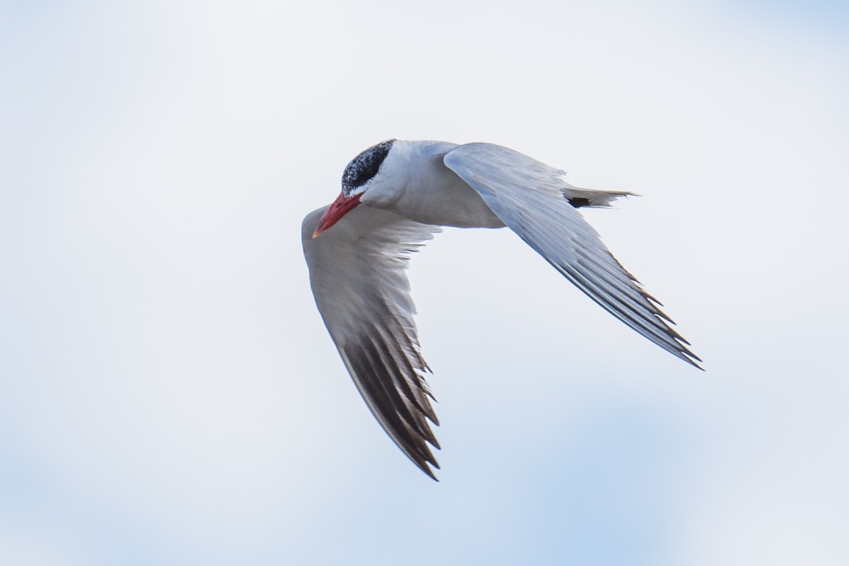 Caspian Tern - Jeff Bleam