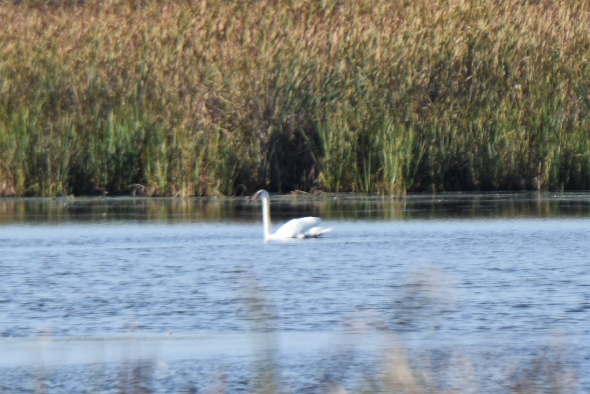 Cygne tuberculé - ML70734871