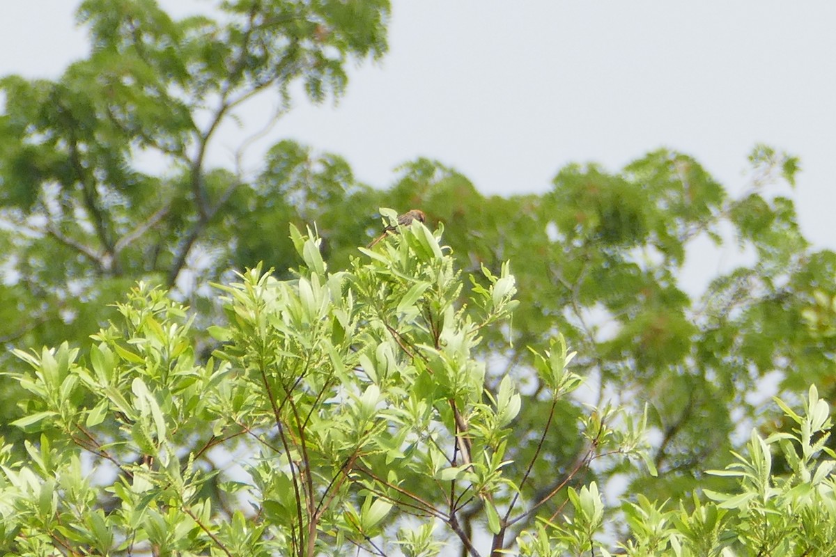 Tinkling Cisticola - ML70734901