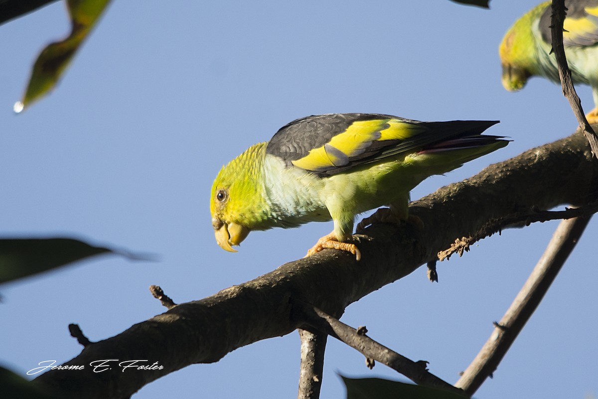 Lilac-tailed Parrotlet - Jerome Foster