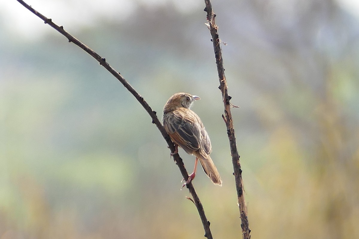 Croaking Cisticola - Peter Kaestner