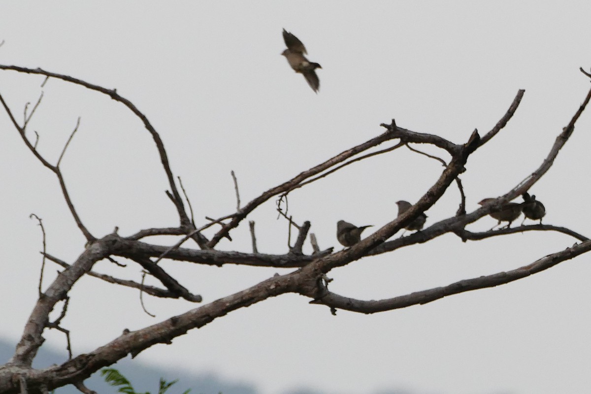 Brown Firefinch - ML70737621