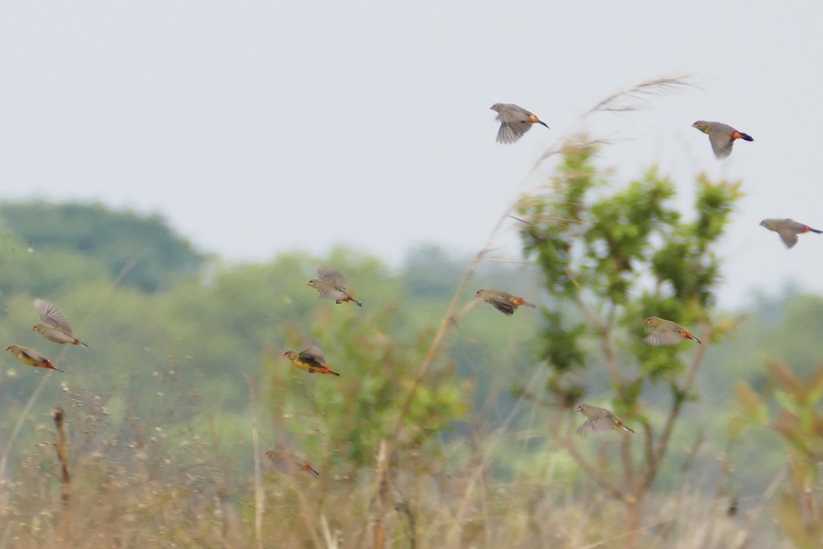 Zebra Waxbill - ML70737771