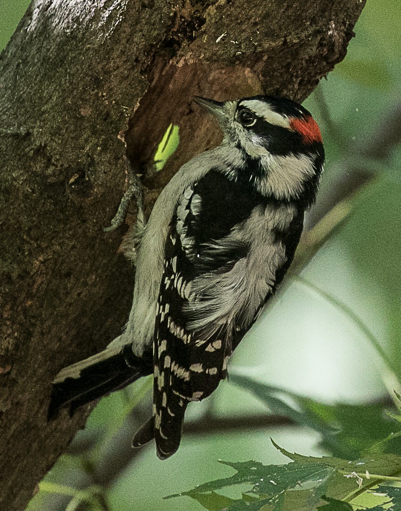 Downy Woodpecker - ML70737911