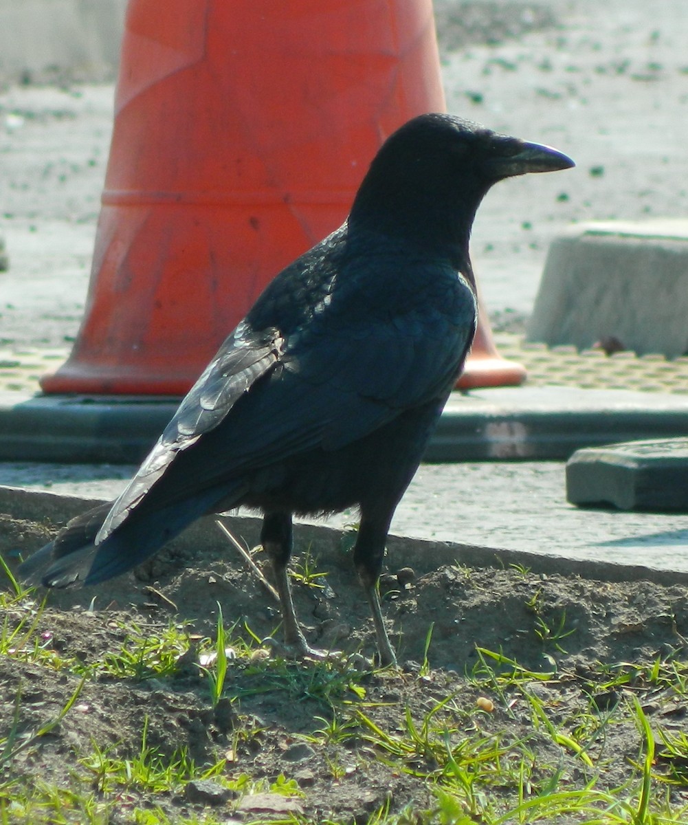 Carrion/Hooded Crow - ML707380