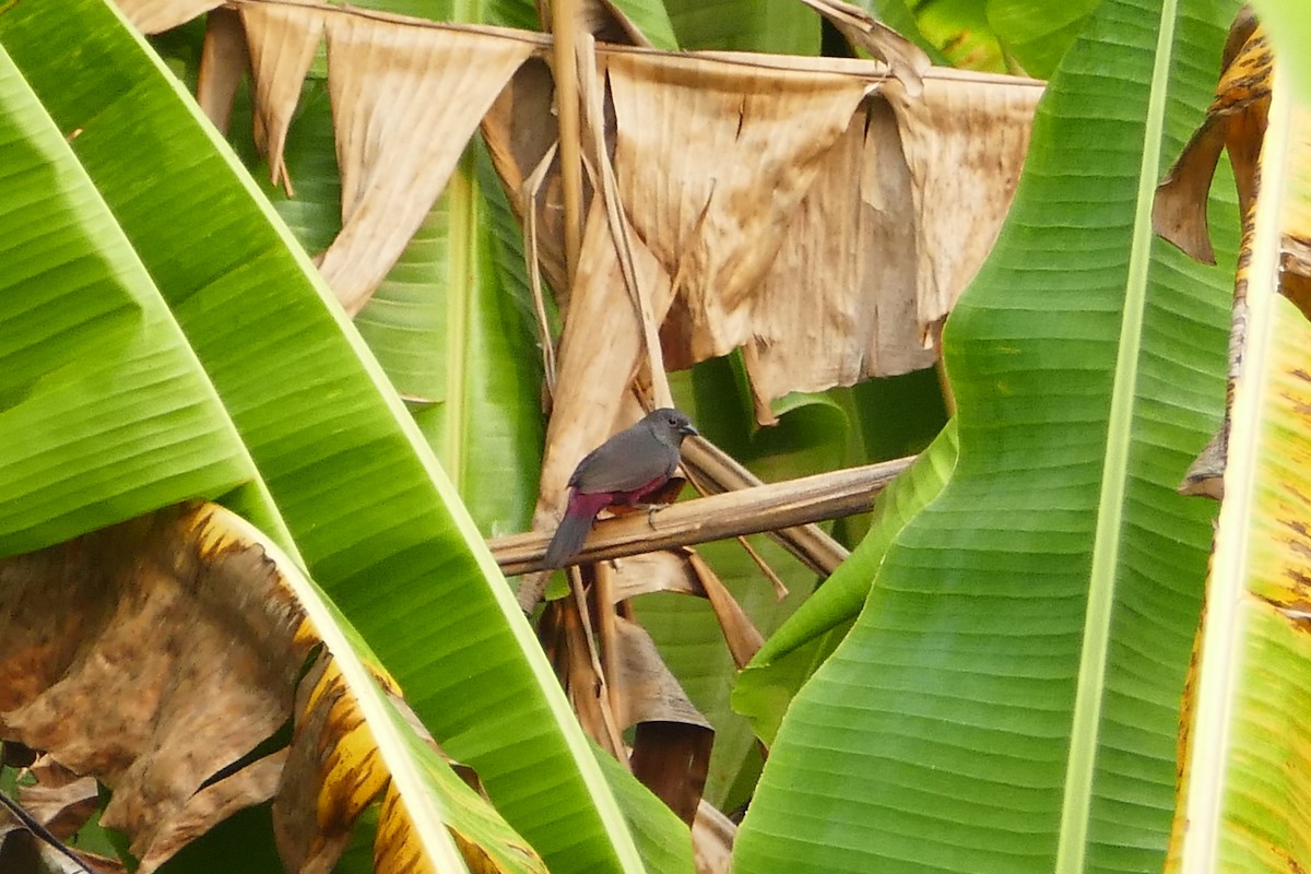 Sénégali sombre - ML70738401