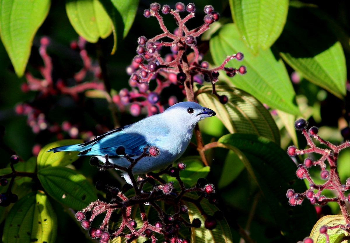 Blue-gray Tanager - ML70739181