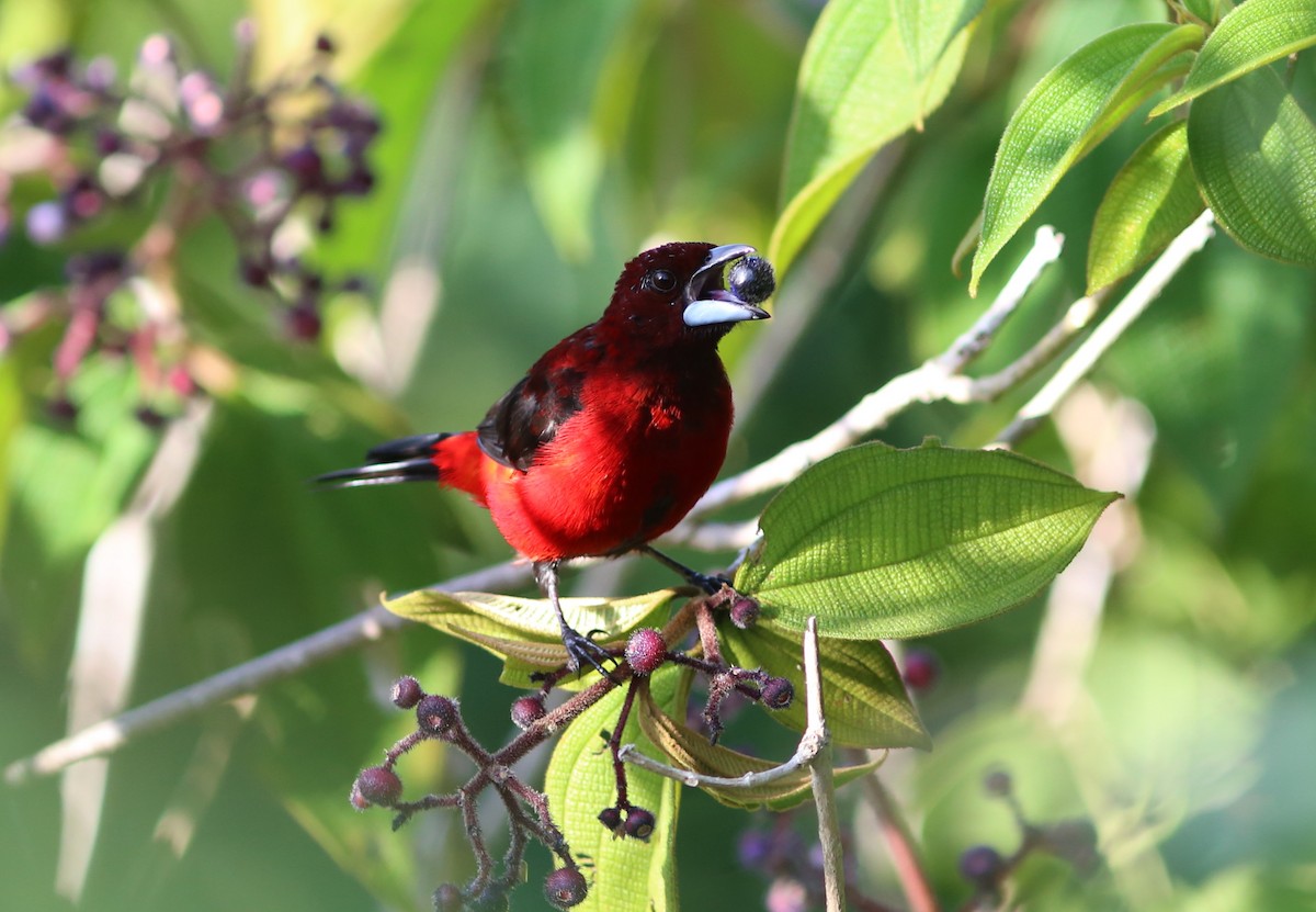 Crimson-backed Tanager - ML70739291