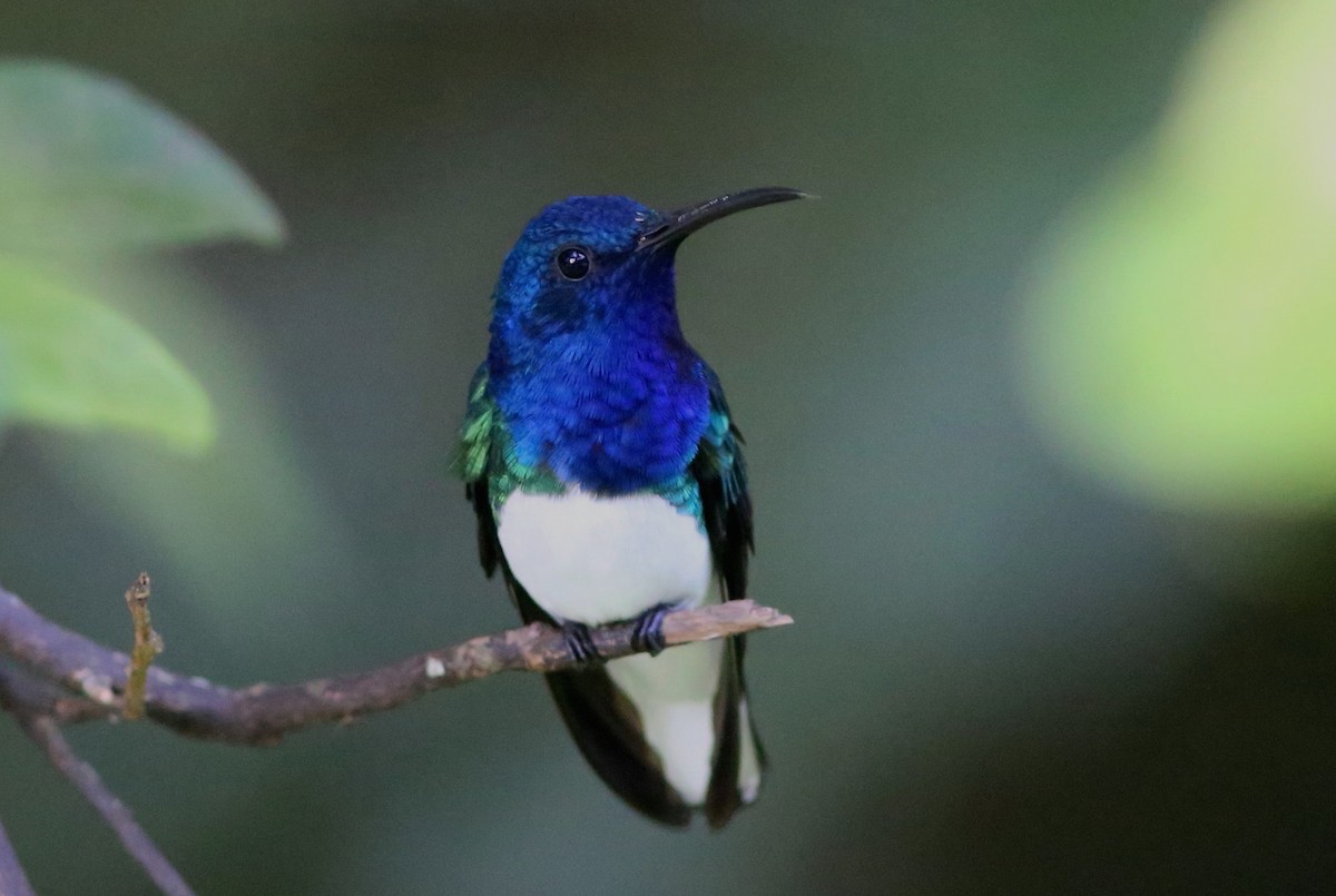 White-necked Jacobin - ML70739531