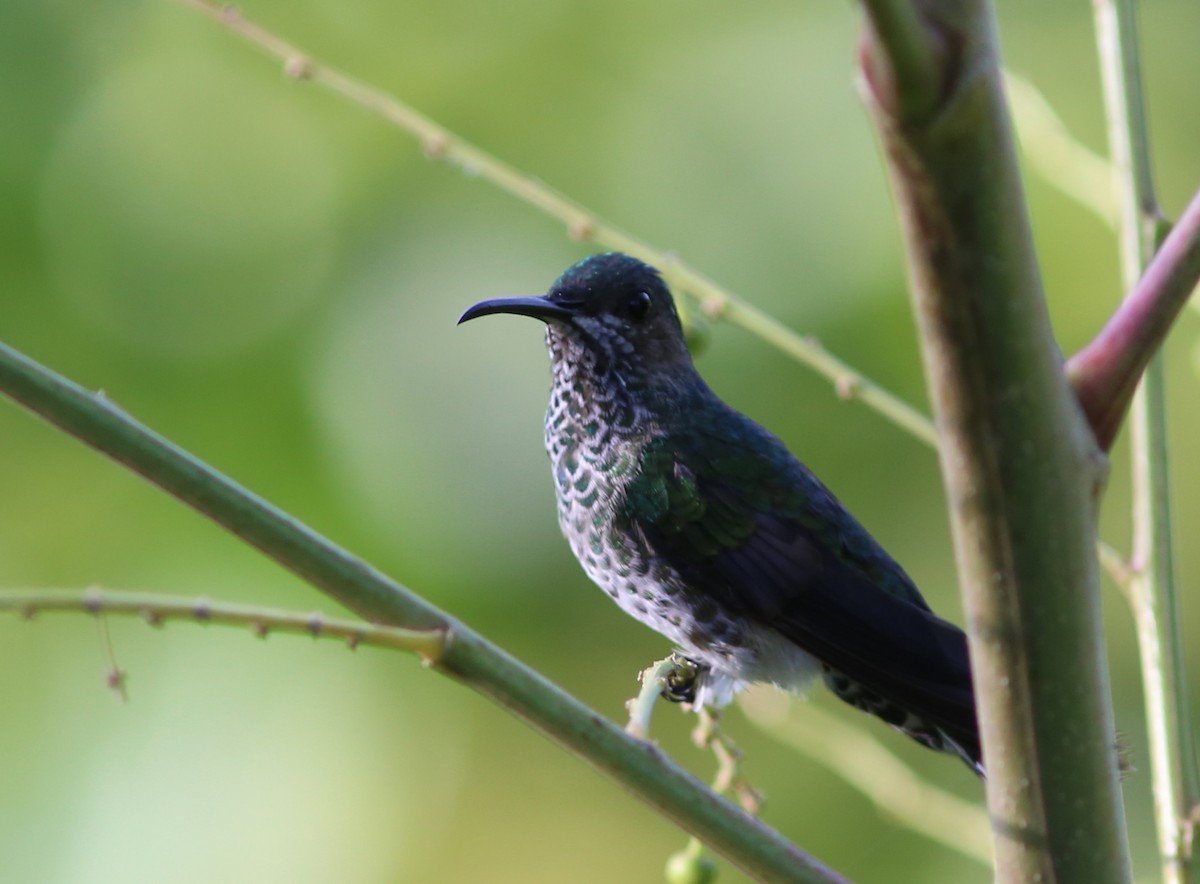 Colibrí Nuquiblanco - ML70739721