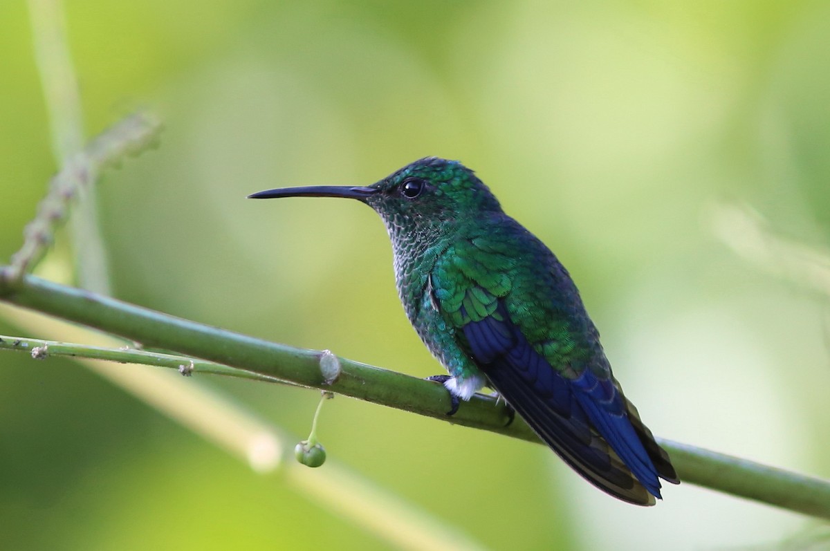 Steely-vented Hummingbird - ML70739891