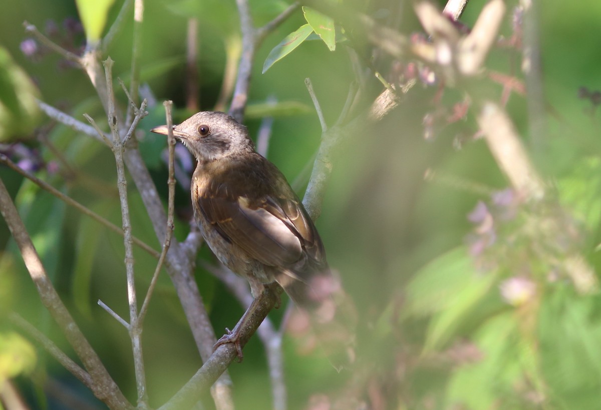 Pale-breasted Thrush - ML70740181