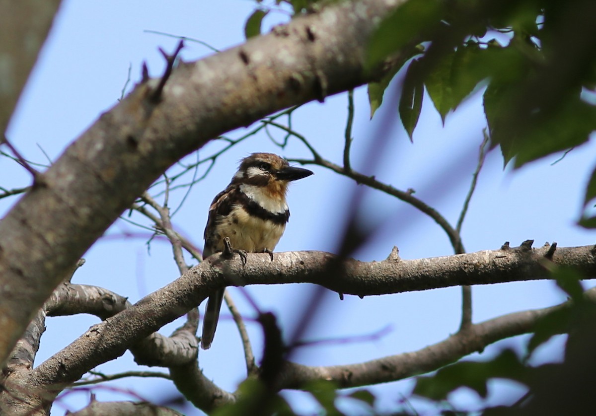 Russet-throated Puffbird - ML70740321