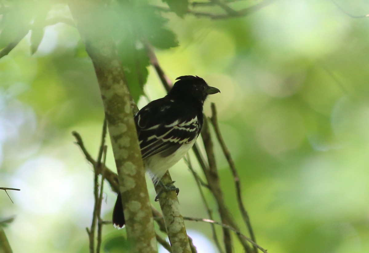 Black-backed Antshrike - ML70741121