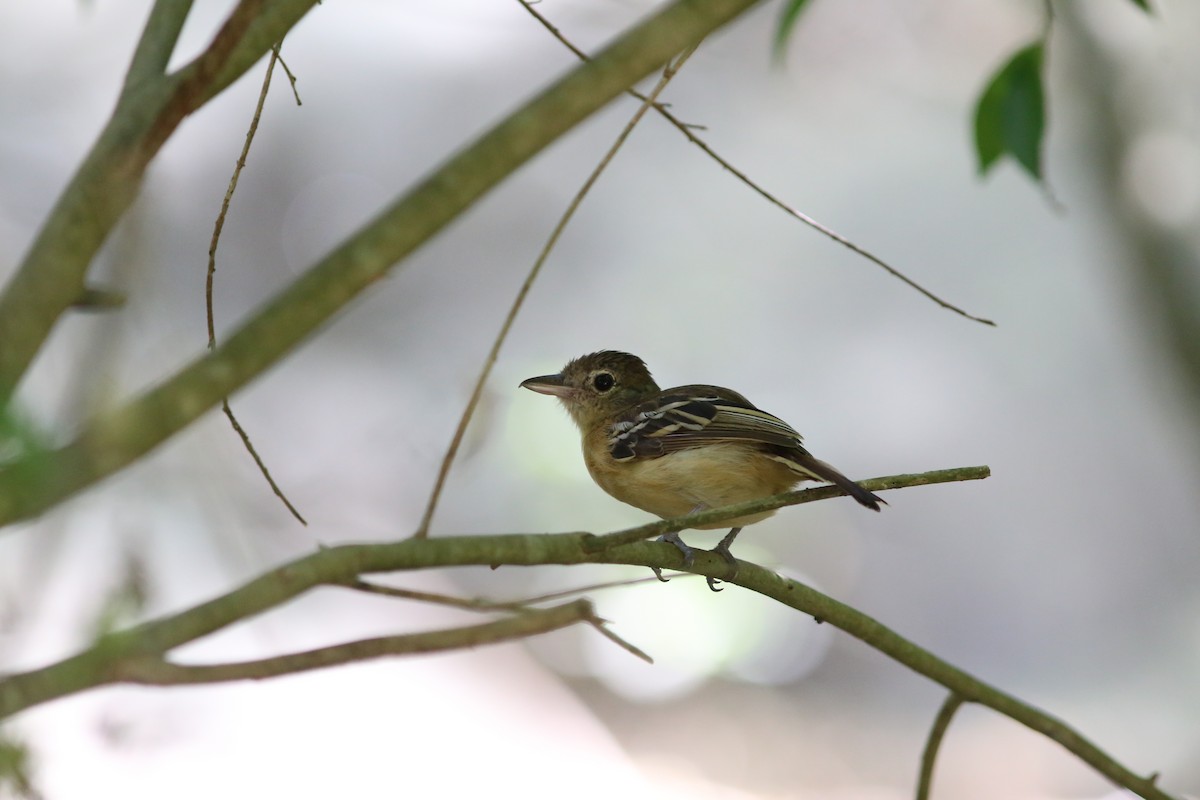 Black-backed Antshrike - ML70741231