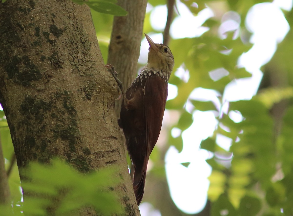 Straight-billed Woodcreeper - ML70741371