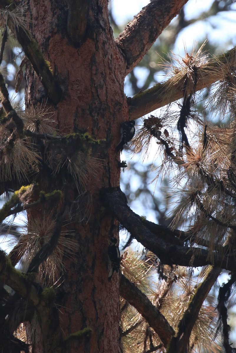 Hairy Woodpecker - ML70741441