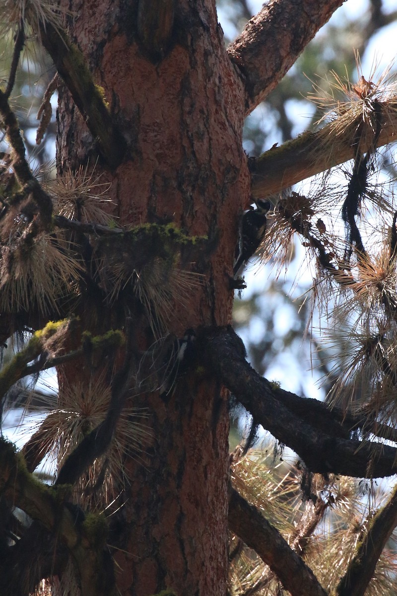 Hairy Woodpecker - ML70741461