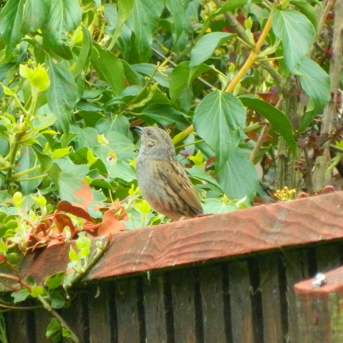 Dunnock - Lukasz Pulawski