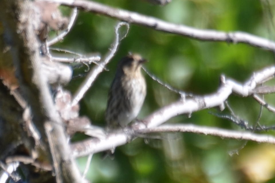 Pine Siskin - ML70742011