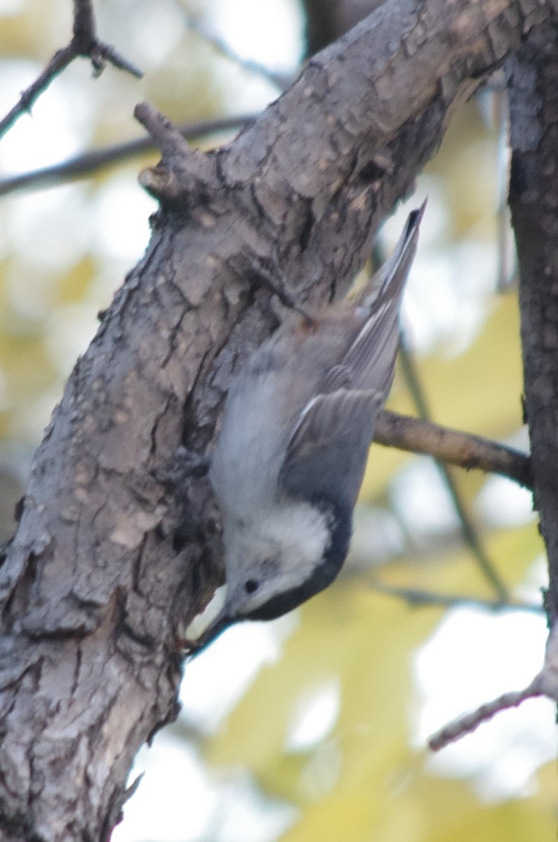 White-breasted Nuthatch - ML70742231