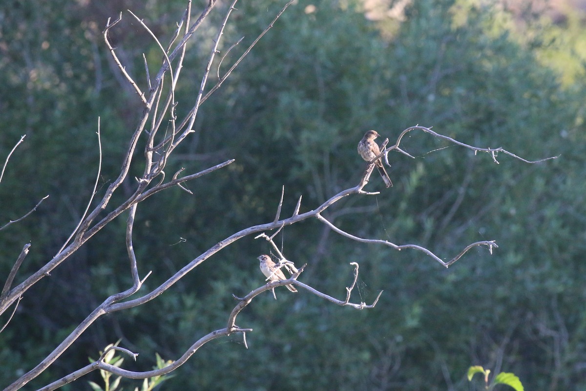 Spotted Towhee - ML70743131