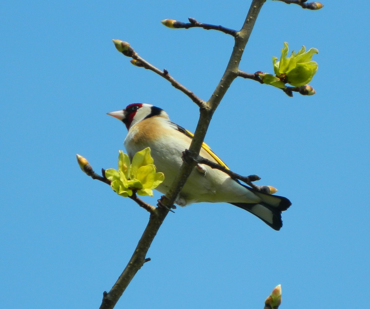 European Goldfinch (European) - ML707432