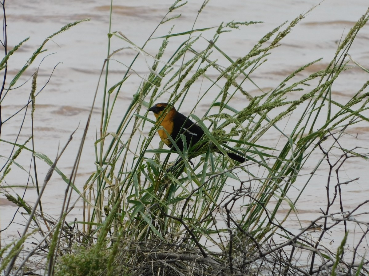 Yellow-headed Blackbird - ML70743661