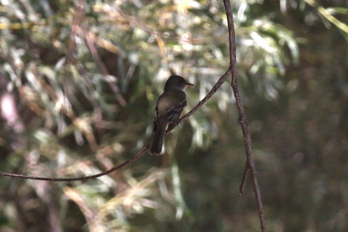 Willow Flycatcher - ML70744201