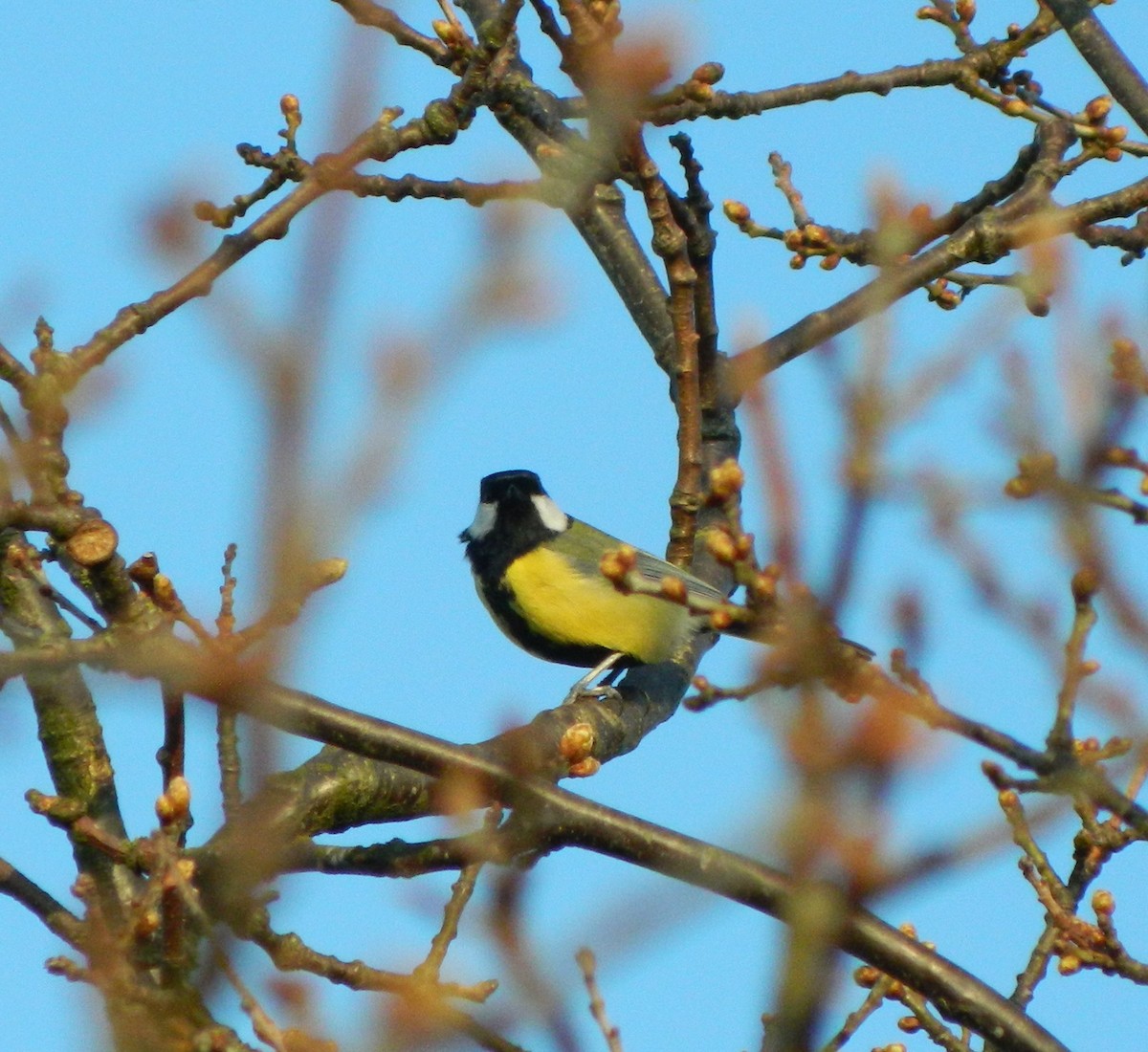 Great Tit - Lukasz Pulawski