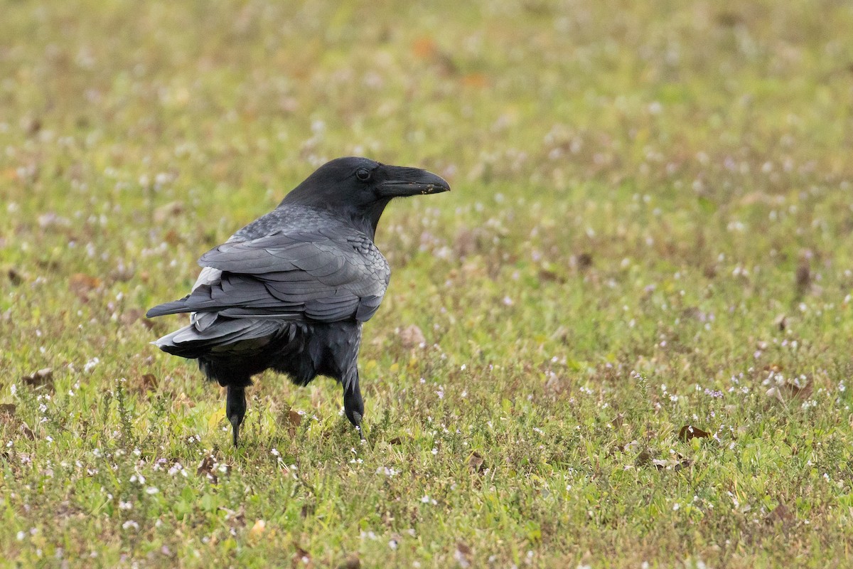 Common Raven - ML70745751