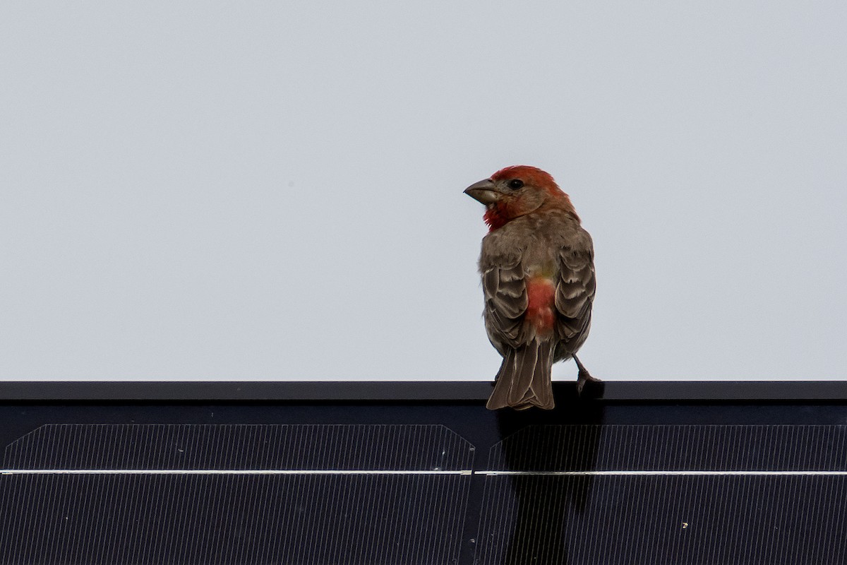 House Finch - ML70746201