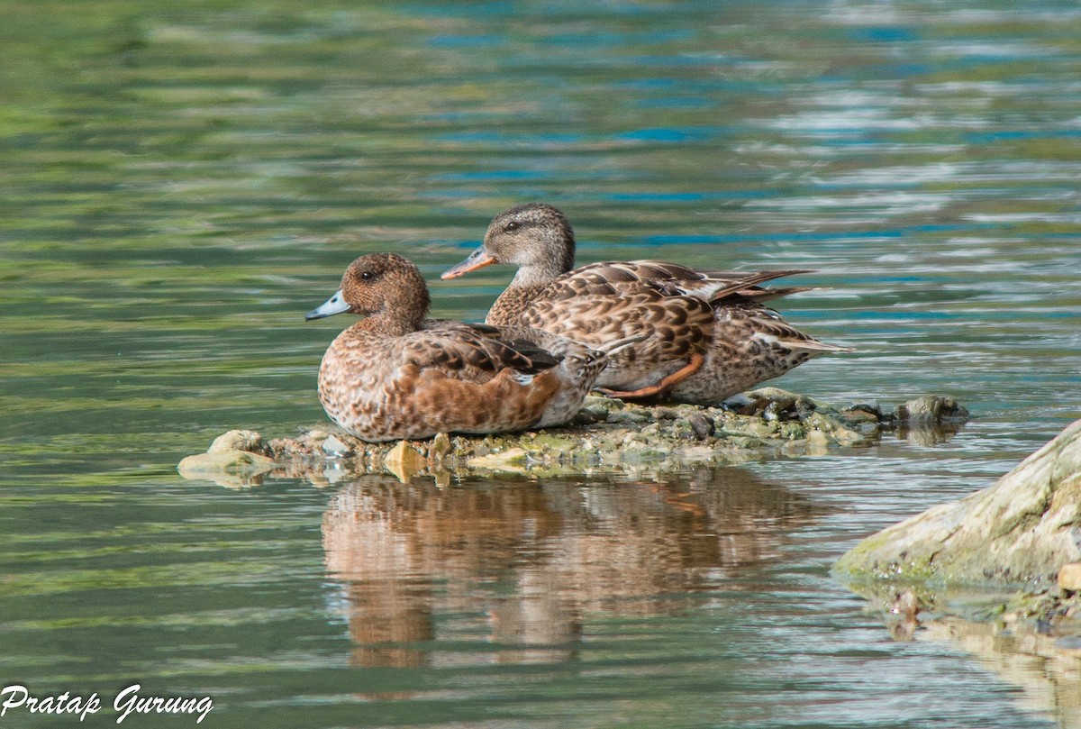 Eurasian Wigeon - ML70746841