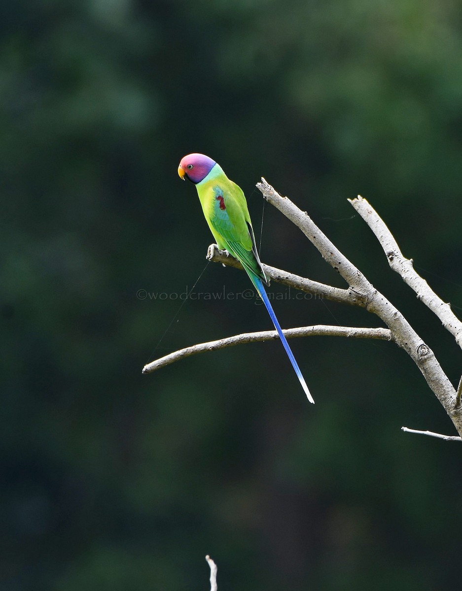 Plum-headed Parakeet - ML70747361
