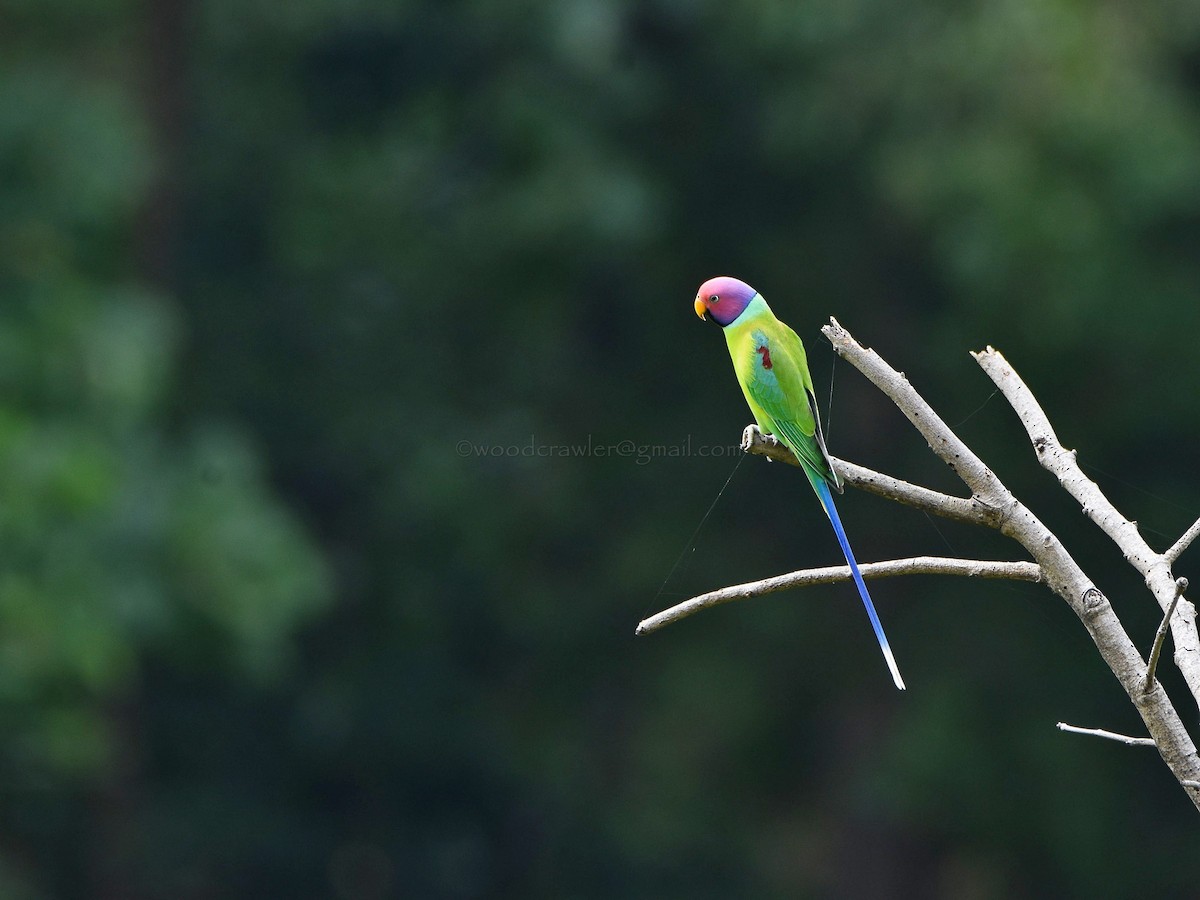 Plum-headed Parakeet - ML70747391