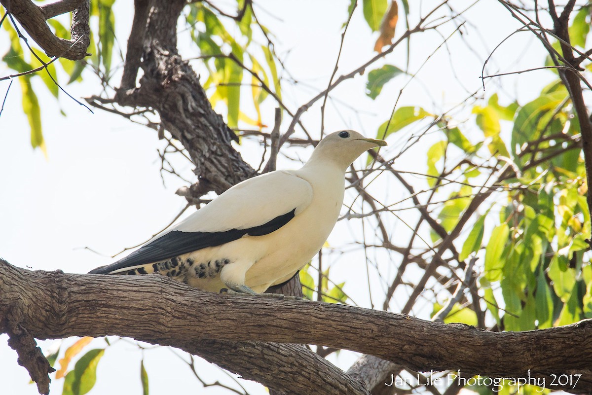 Torresian Imperial-Pigeon - ML70749911