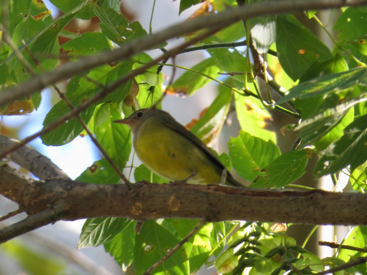 Connecticut Warbler - ML70750231
