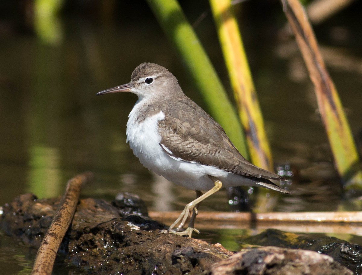 Spotted Sandpiper - ML70750641