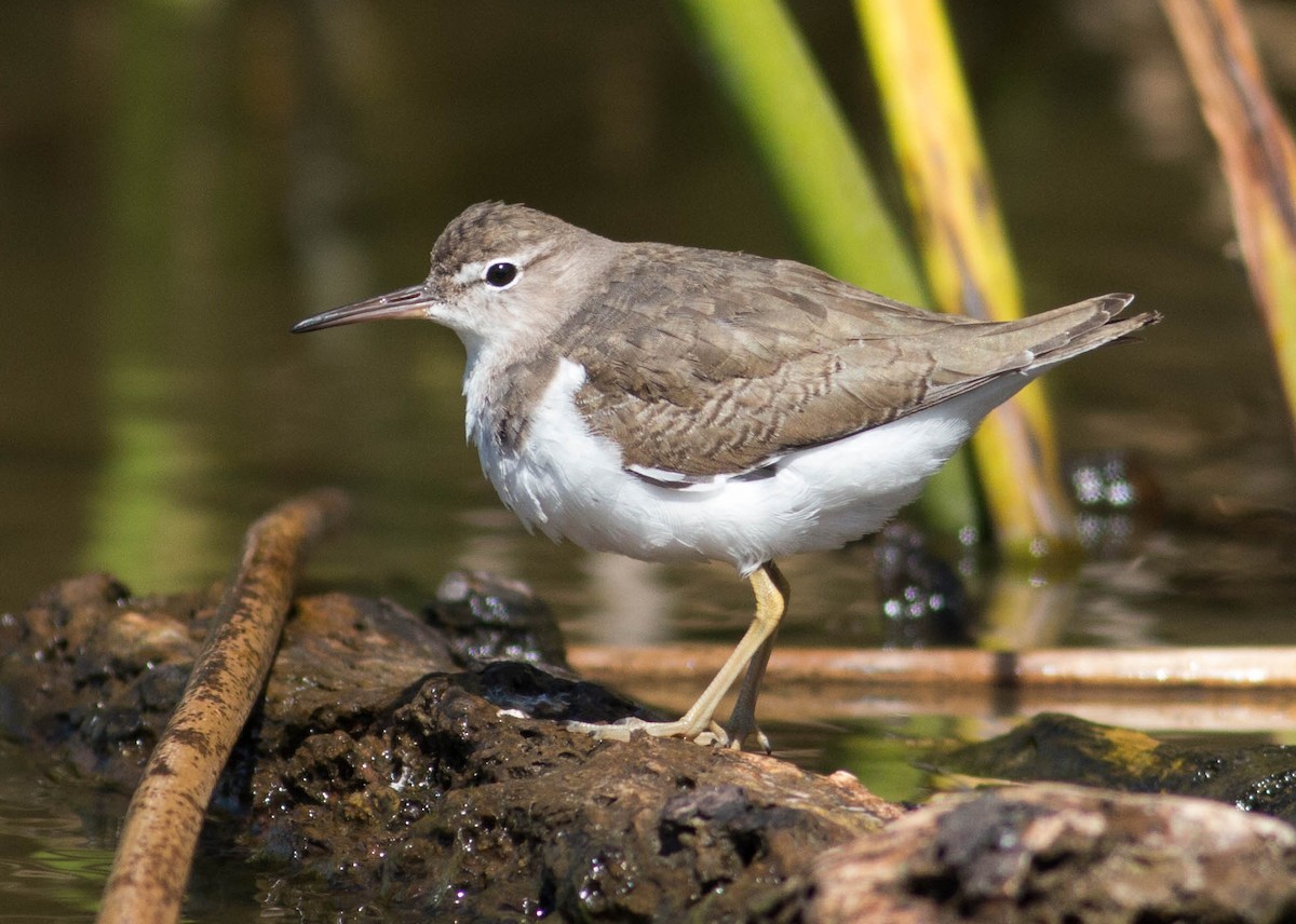 Spotted Sandpiper - ML70751311