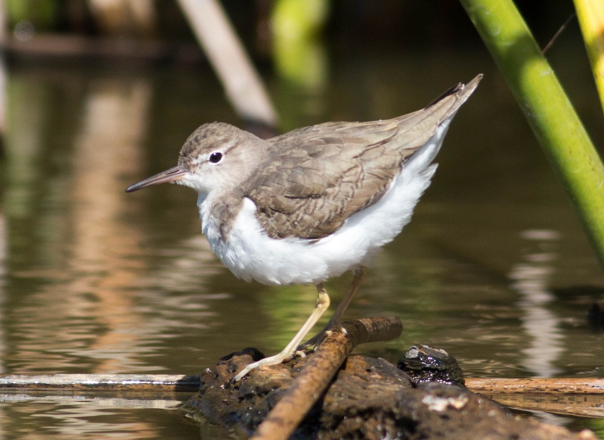 Spotted Sandpiper - ML70751321