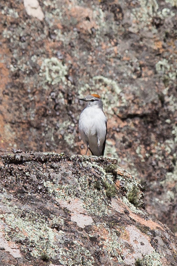 Rufous-naped Ground-Tyrant (Rufous-naped) - Jorge Claudio Schlemmer