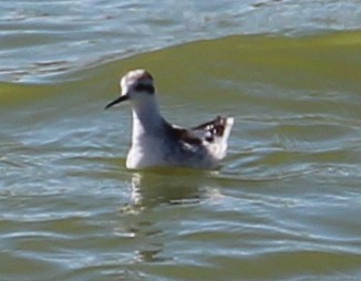 Red-necked Phalarope - ML70752021