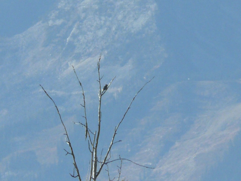 Blue Jay - Douglas Leighton