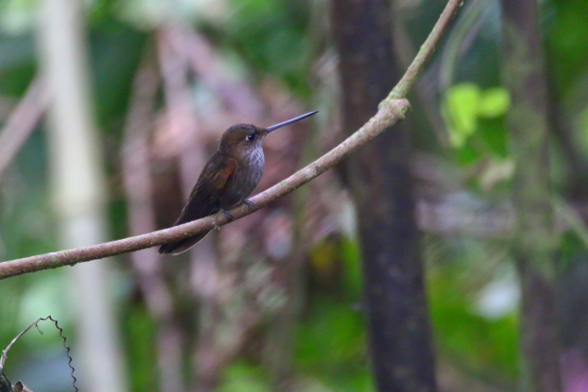 Bronzekolibri - ML70754221