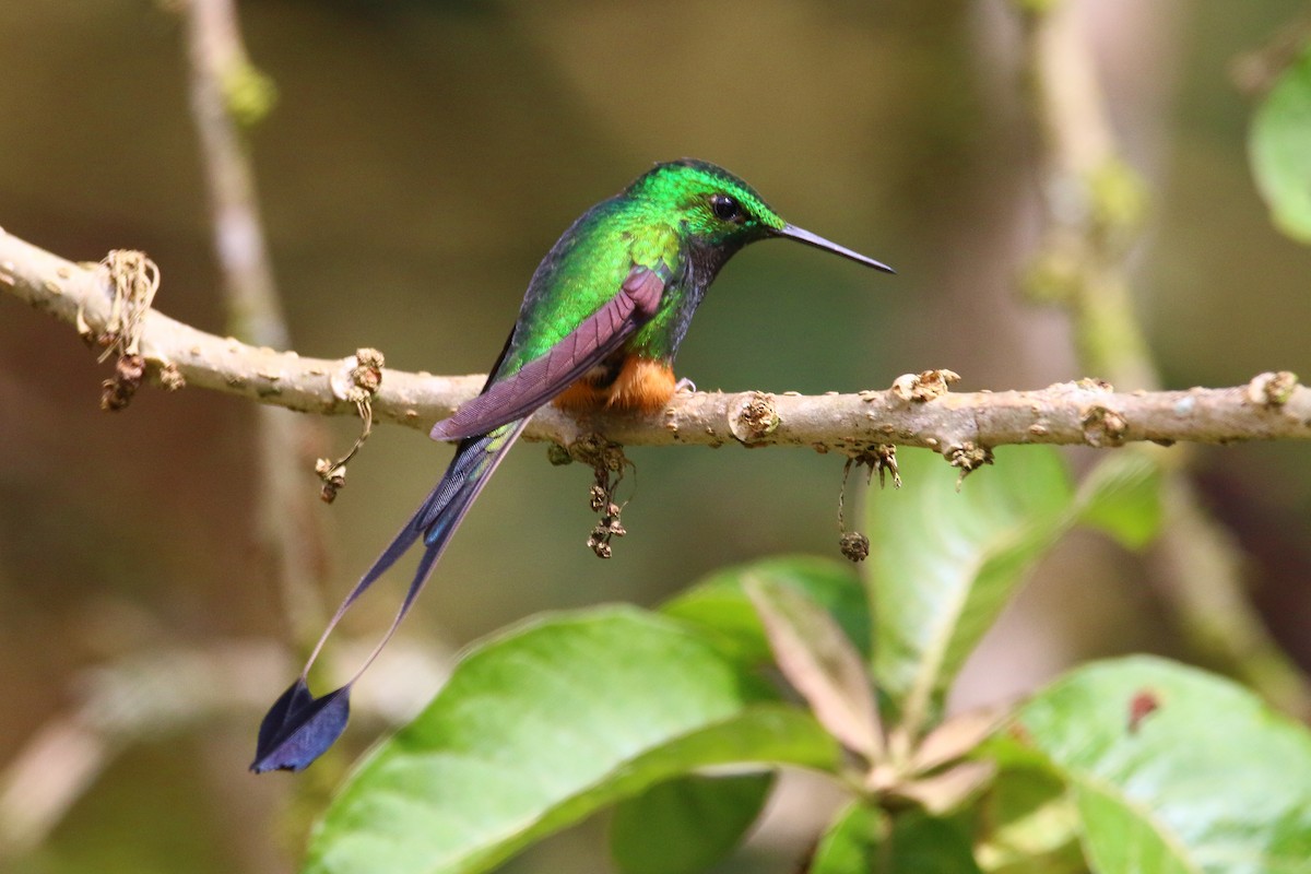 Colibrí de Raquetas Peruano - ML70754321